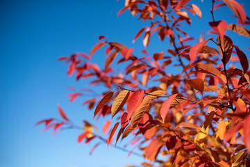 Golden nd red autumn leafs on the branch,blue sky on background.