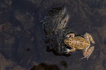 Crab eating frog or mangrove frog Fejervarya cancrivora on the river wildlife 