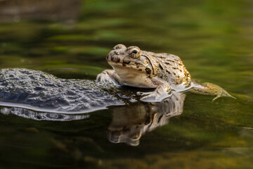 Crab eating frog or mangrove frog Fejervarya cancrivora on the river wildlife 