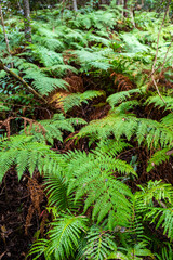 unique flora of the austral rainforest in springbrook national park; jungle in queensland near gold coast and brisbane;