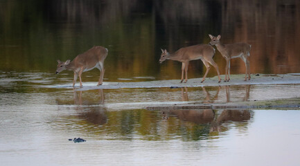 white deer crossing water while an alligator watches
