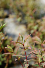 St. Johns wort Tricolor