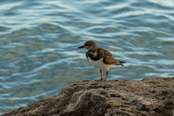 seagull on the beach