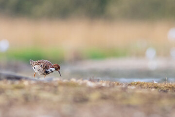 Ruff (Philomachus pugnax)