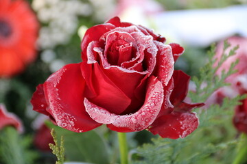 Rote Rose im Trauerkranz bei Frost auf dem Friedhof nach Beerdigung Vati