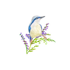 A lovely, funny bird standing on a twig of a wild, meadow flower and looking away. A white and blue flying creature. An invite with a portrait of an avian with violet flowers. A watercolor painting