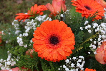 Regentropfen auf Blumen in Orange nach Beerdigung von Vati auf dem Friedhof 