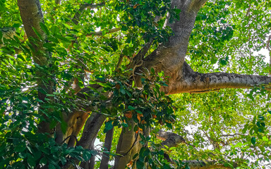 Huge beautiful Ficus maxima Fig tree Playa del Carmen Mexico.