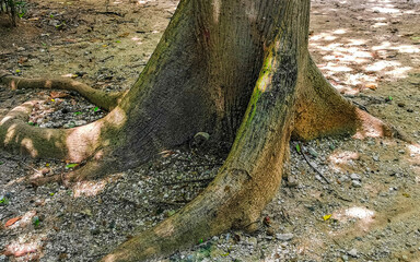Huge beautiful Kapok tree Ceiba tree with spikes in Mexico.