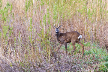 Roe deer (Capreolus capreolus)