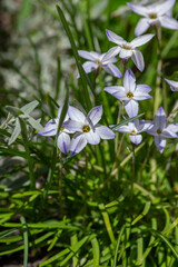 Obraz na płótnie Canvas Ipheion uniflorum spring starflower flowers in bloom, small light blue white bulbous springtime flowering plant