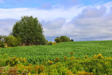 Landscape in summer in Prince Edwards Island