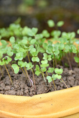 closeup the bunch ripe green cauliflower plant soil heap and growing in the yellow Cotton bag soft focus natural yellow brown background.