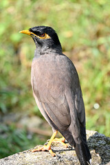 closeup the black brown myna birds stand and enjoy the nature soft focus natural green brown background.