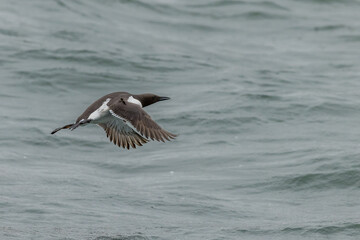 Guillemot (Uria aalge)