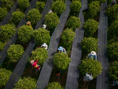 Aerial view of "La Plantation", Kampot province, Cambodia.