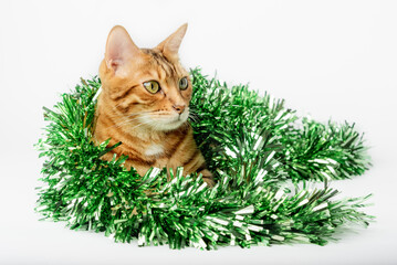 Beautiful festive red cat with green Christmas tinsel on a white background.
