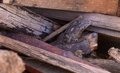 lizard on a wooden surface