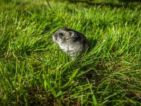 Close-up shot of a winter white dwarf hamster in the grass
