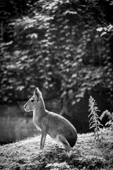 Grayscale shot of musk deer (Moschus moschiferus) - obrazy, fototapety, plakaty