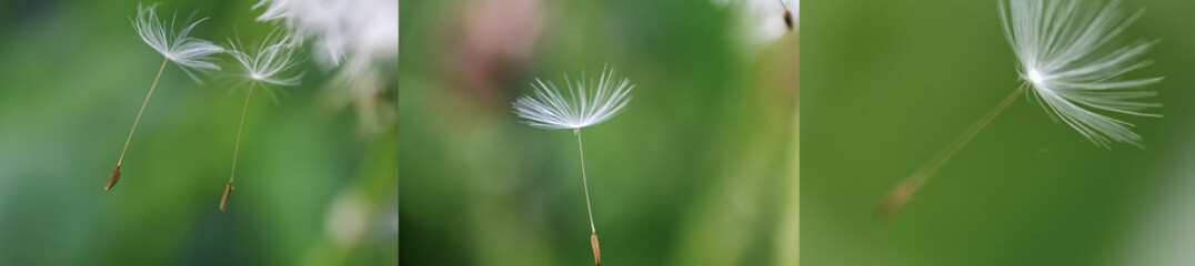 flying dandelion seeds on a green background