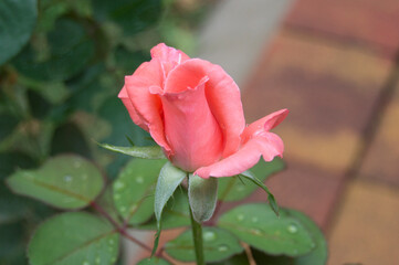 pink rosebud  isolated on green background