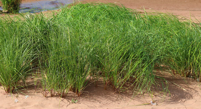 Seagrasses are the only flowering plants which grow in marine environments. There are about 60 species of fully marine seagrasses which belong to four families 