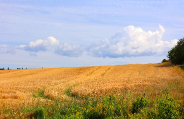 Landscape in summer in Prince Edwards Island Canada