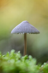 Mały grzyb rosnący na skraju lasu - obrazy, fototapety, plakaty