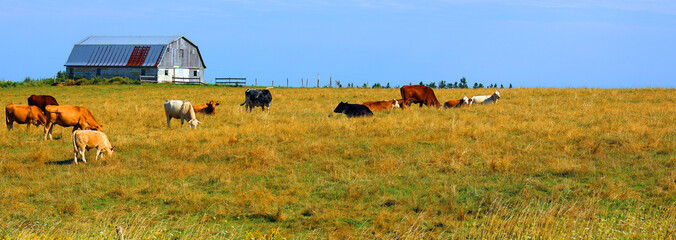 Cattles in a farm field in rural Prince Edward Island, Canada