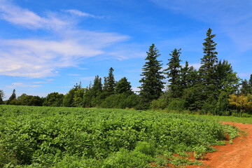 Landscape in summer in Prince Edwards Island