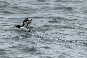 Razorbill (Alca torda)