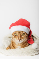 Portrait of a Bengal cat in a Santa hat.