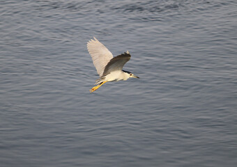 Black-crowned Night-Heron bird (Nycticorax nycticorax) flying over the river Nile in Aswan, Egypt