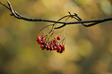 ROWAN FRUITS IN THE AUTUMN FOREST