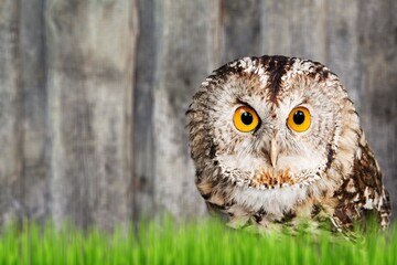 Cute young wild owl on nature background