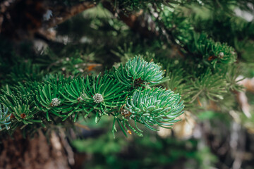 close up of pine needles