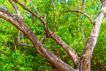 Obraz premium Caribbean beach fir palm trees in jungle forest nature Mexico.