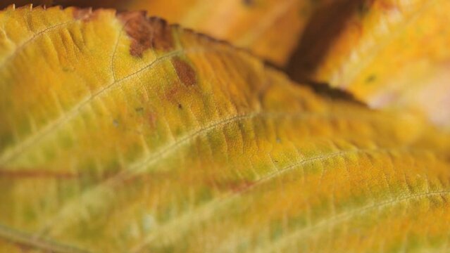 A close up view of yellow leaves in autumn. 