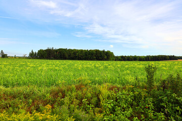Landscape in summer in Prince Edwards Island