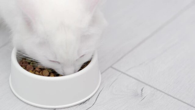 4k Close up white cat eats fresh dry cat food kibbles at home, Advertising kitty food on grey background.