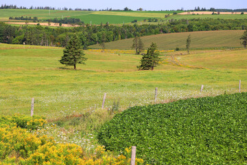 Landscape in summer in Prince Edwards Island
