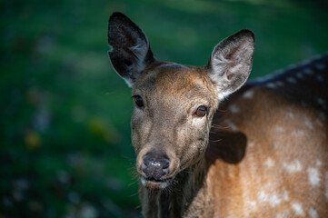 Detailed photo of deer head