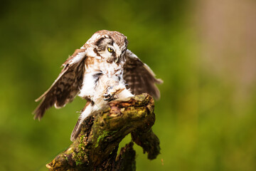 boreal owl or Tengmalm's owl (Aegolius funereus) landed on the old trunk