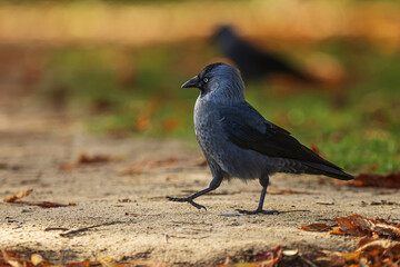 western jackdaw (Coloeus monedula) in a park in the city, strutting down the road