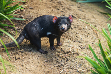 male Tasmanian devil (Sarcophilus harrisii) interesting predatory beast