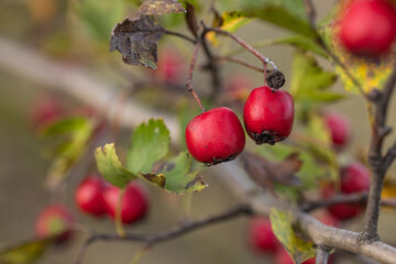 Hawthorn with red berry on the branch, warm sunny light, shallow depth of the field