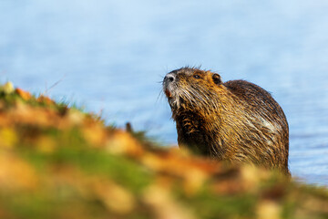 The nutria (Myocastor coypus) or coypu coming out of the water © michal