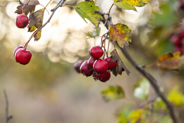 Hawthorn with red berry on the branch, warm sunny light, shallow depth of the field