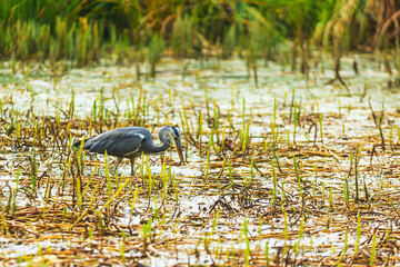 grey heron (Ardea cinerea) fishing in the water